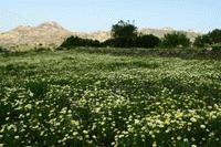 The interior hills of Naxos are ablaze with spring flowers